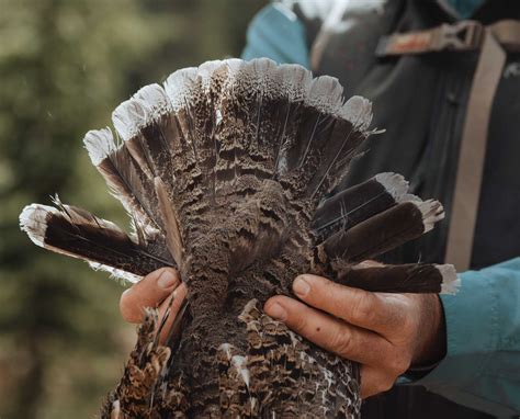 Complete Guide to Blue Grouse Hunting - Dusky and Sooty Grouse