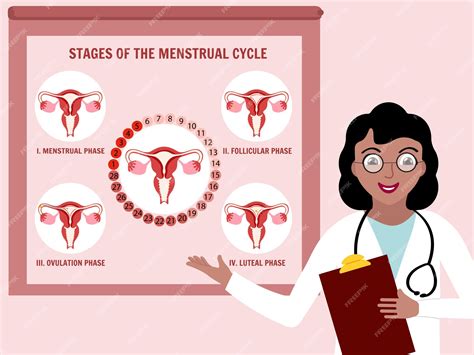 Premium Vector Doctors Presentation Womans Period Stages Menstrual Cycle In Vector Illustration