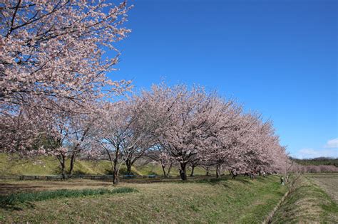 北浅羽桜堤公園の安行寒桜