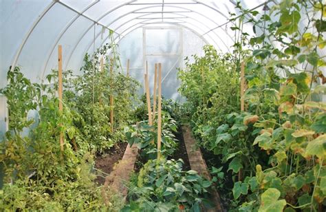 Premium Photo | Growing vegetables in the greenhouse