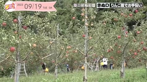 実りの秋！りんごの収穫をお手伝い｜朝島観光りんご園｜テレいわ屋