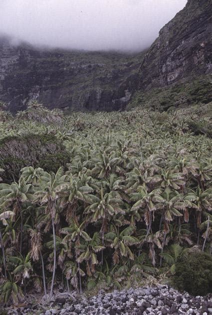 Howea Forsteriana F Muell Becc Colombian Plants Made Accessible