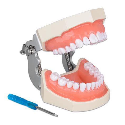 Ultrassist Typodont Teeth Model With Detachable Teeth For Dental