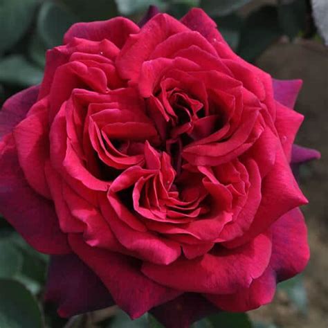 Parfuma® Dark Desire™ Hybrid Tea Rose Grown By Overdevest