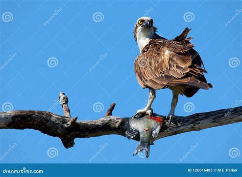 A Florida Osprey On A Branch With A Fish Stock Image Image Of