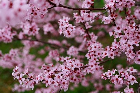 Fileplum Tree Spring Blossom West Virginia Forestwander