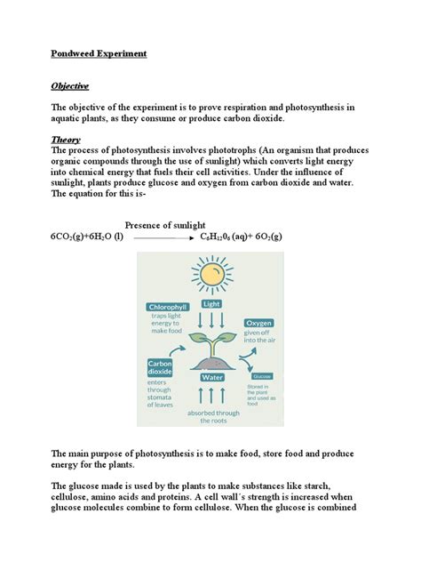 Pondweed Experiment | PDF | Cellular Respiration | Photosynthesis