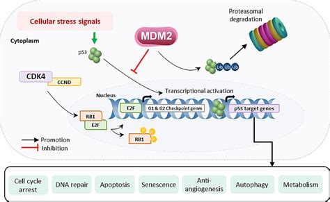 Mdm2 P53 In Liposarcoma The Need For Targeted Therapies With Novel