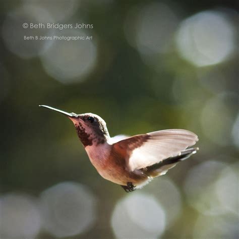 9 Hummingbirds Swifts And Trogons Beths Avian Archives