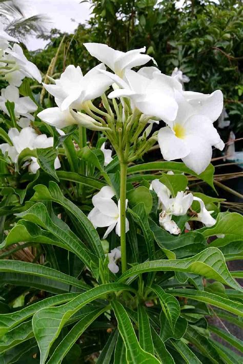 Buy Plumeria Pudica Online At Plantshopme
