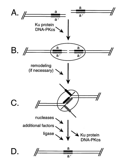 Role Of Ku Protein And Dna Pkcs In Double Strand Break Repair Styled