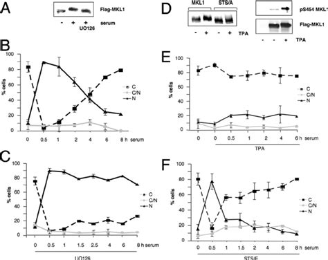 Mkl1 Phosphorylation Is Regulated By The Erk12 Mapk Pathway A Hela