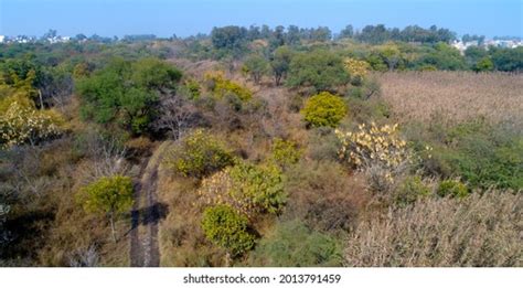 Yamuna Biodiversity Park Located On Yamuna Stock Photo 2013791459 ...