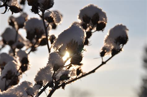 Bildet tre natur gren snø vinter anlegg sollys morgen blad