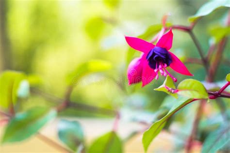 Fuchsia Magellanica Flower Hummingbird Fuchsia Or Hardy Fuchsia