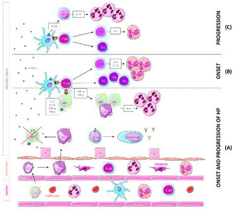 Leukocyte Population And Cytokines Mainly Involved In The Onset And The