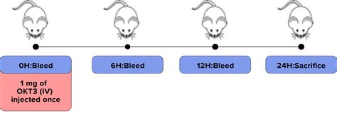 Immunotoxicity Invivocue Leading Expert In Humanized Technology For