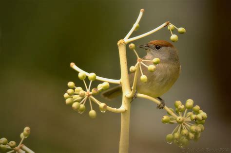 Wallpaper Birds Animals Nature Wings Feathers Branch Green