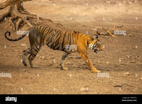 Amazing tiger in the nature habitat. Tiger pose during the golden light ...