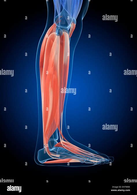 Anatomia De Los Musculos De Las Piernas Fotograf As E Im Genes De Alta