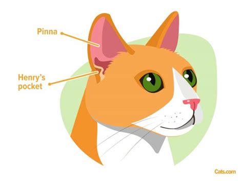 Cat Anatomy Guide