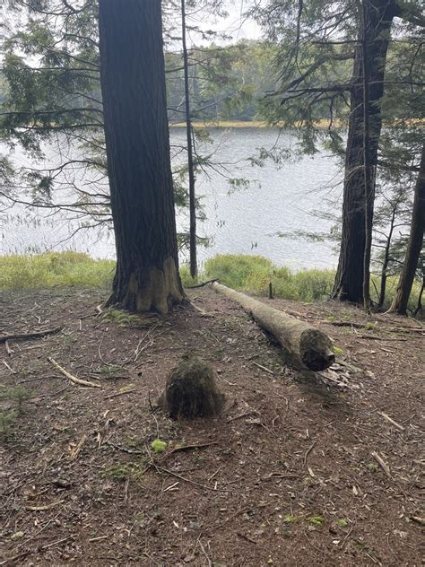 American Beaver From The Adirondack Preserve Caroga Lake NY US On