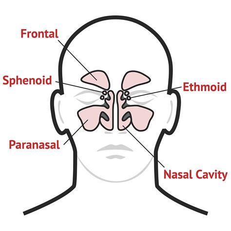 Paranasal Sinuses Location And Nasal Cavity Structure Anatomy Outline Diagram ...