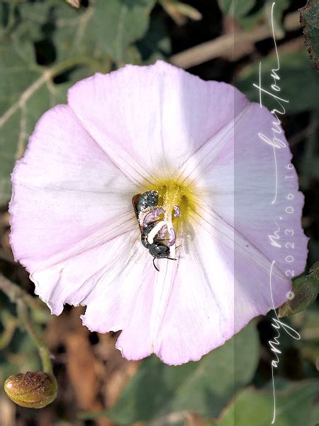 Field Bindweed From Morton Arboretum Lisle DuPage County IL USA On