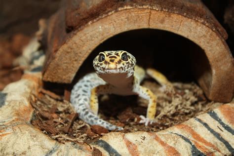 How to Care for Your Pet Leopard Gecko - PetHelpful