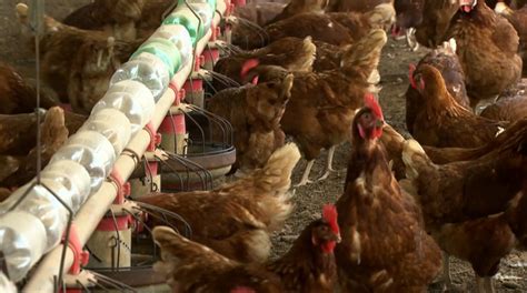 Aprenda Como Come Ar A Cria O De Galinha Caipira Globo Rural G