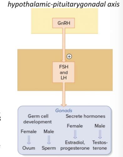 Sex Hormones Week 5 Flashcards Quizlet