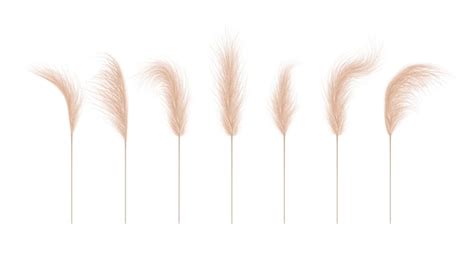 Premium Vector Pampas Grass Collection