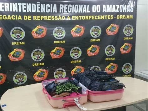 G1 Mulher é Presa Ao Tentar Embarcar Em Voo Com 10 Kg De Drogas Em Manaus Notícias Em Amazonas