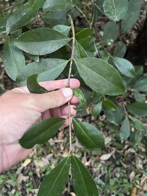 Red Fruited Olive Plum From Mangerton Park Mangerton Nsw Au On April