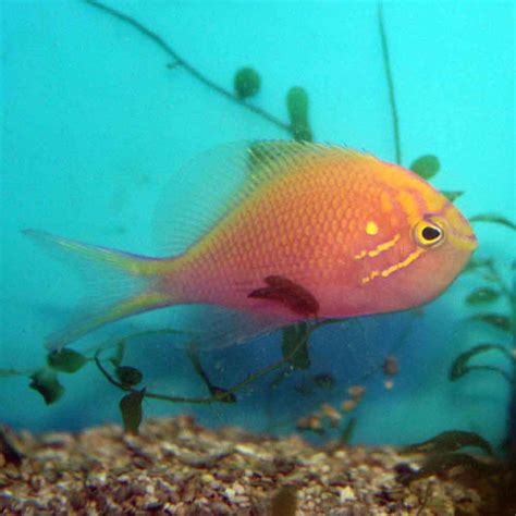 Sunburst Anthias Serranocirrhitus Latus