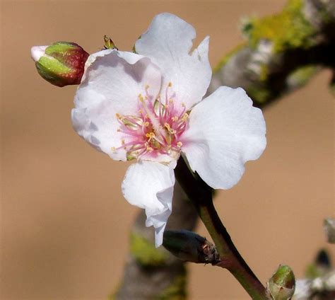 Free Images Nature Branch Flower Petal Bloom Spring Produce