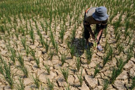 19 Wilayah Indonesia Paling Parah Dilanda Kekeringan Termasuk Sultra