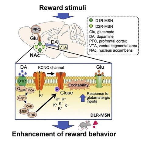 Unraveling The Reward Behavior The Mechanisms Underlying The Dopamine