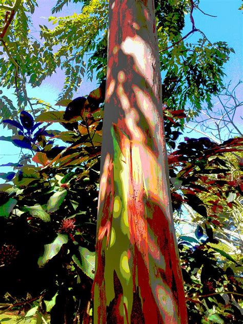 Taken Selby Garden Sarasota Fla Eucalyptus Deglupta Rainbow Gum