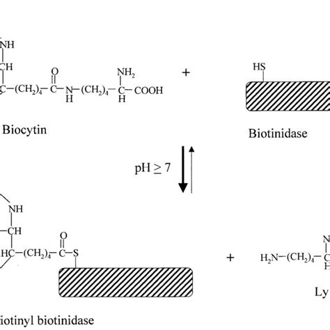 Pdf Regulation Of Gene Expression By Biotin Review