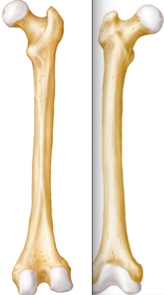 Femur Bone Structures Diagram Quizlet