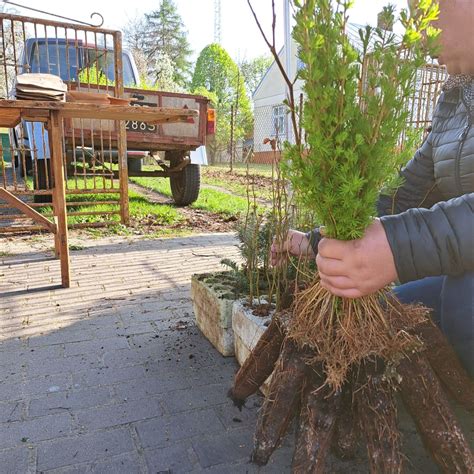 Akcja sadziMY Leśnicy będą rozdawać sadzonki