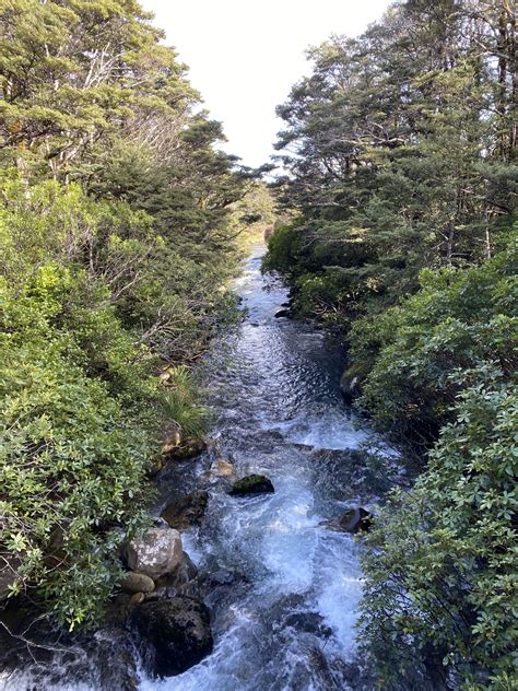 Whakapapanui Track Manawatu Wanganui Trails Photo Gallery Wild