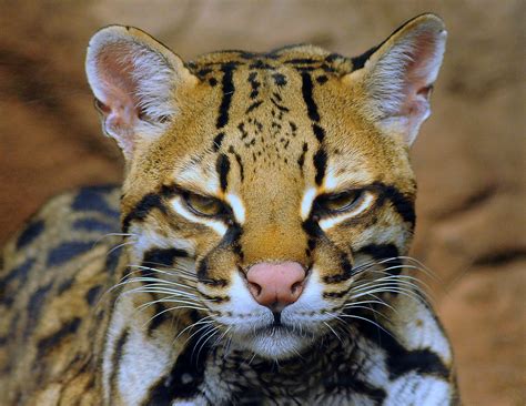 Оцелот (лат. Leopardus pardalis)