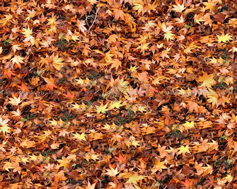 Leaves Dead Texture Seamless