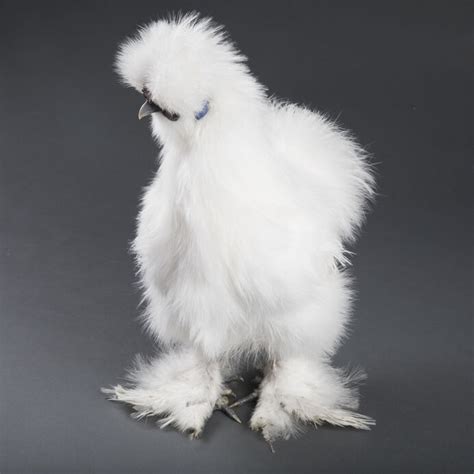 White Silkie Hen