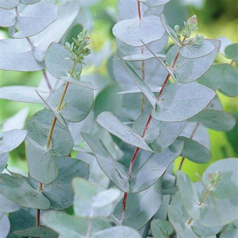 Eukalyptus Gunnii Samen Cider Gum Tree Winterhart Preis