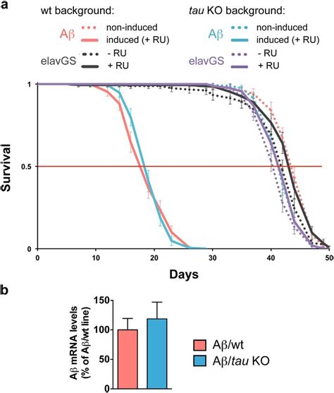 Knocking out Drosophila tau did not affect toxicity of human Aβ for fly