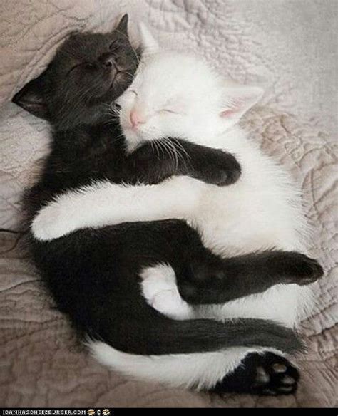 Black And White Kitten Hugs Cute Cats Cute Animals Baby Animals