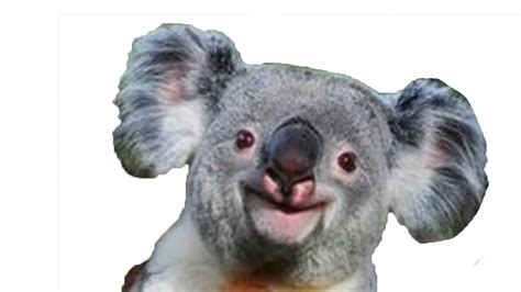Koala Hd Png Transparent Koala Hdpng Images Pluspng